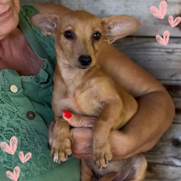 Mirtilla dolce cagnolina taglia mini cerca adozione  1 anno