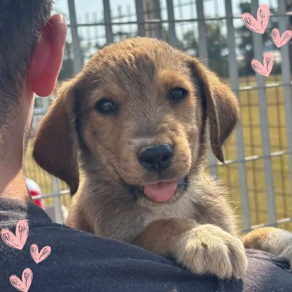 Melody dolce cucciola 2 mesi cerca adozione 