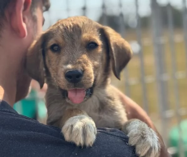 Melody dolce cucciola 2 mesi cerca adozione  | Foto 3