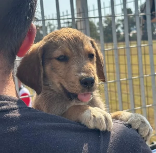 Melody dolce cucciola 2 mesi cerca adozione  | Foto 2