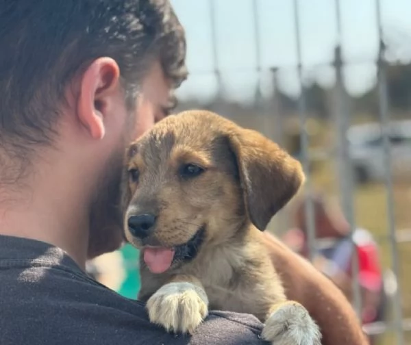 Melody dolce cucciola 2 mesi cerca adozione  | Foto 0