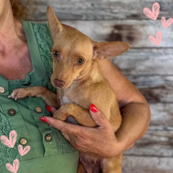 Melissa 5 kg di dolcezza  dolce cagnolina mix pinscher cerca adozione
