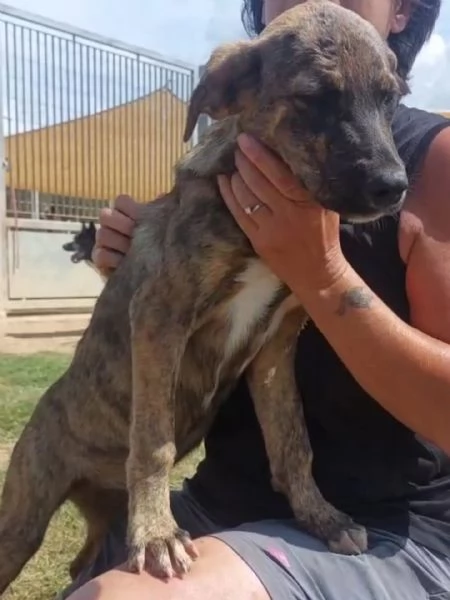 KIRA cucciola 4 mesi  e mezzo coccolona e tenera cerca adozione | Foto 0