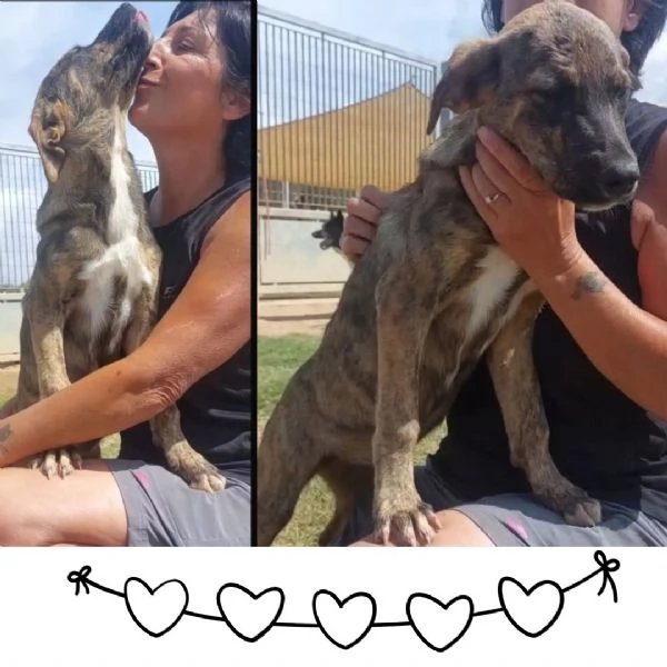 KIRA cucciola 4 mesi  e mezzo coccolona e tenera cerca adozione