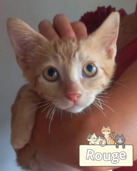 ROUGE dolce gattino 2 mesi cerca casa