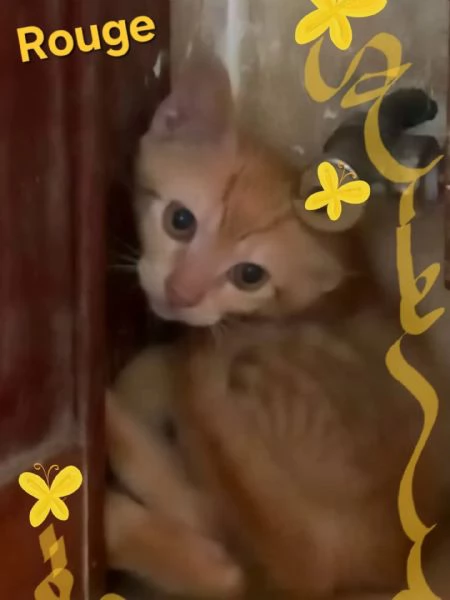 ROUGE dolce gattino 2 mesi cerca casa | Foto 1