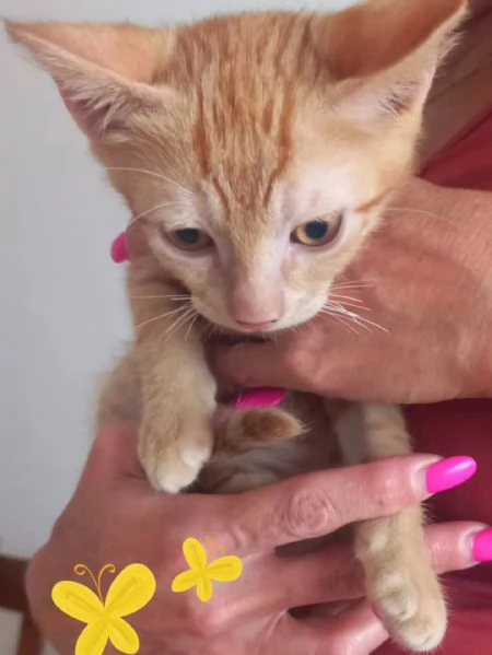 ROUGE dolce gattino 2 mesi cerca casa | Foto 0