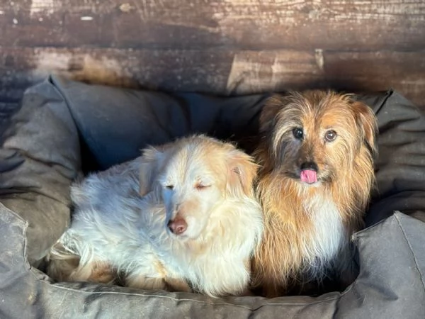 Luna e Toby cercano adozione rimasti soli dopo la morte del loro papagrave umano | Foto 5