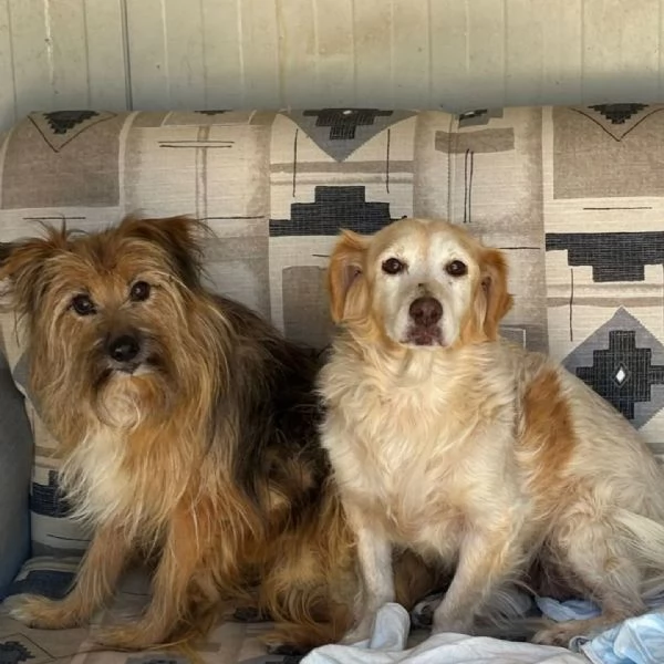 Luna e Toby cercano adozione rimasti soli dopo la morte del loro papagrave umano | Foto 1