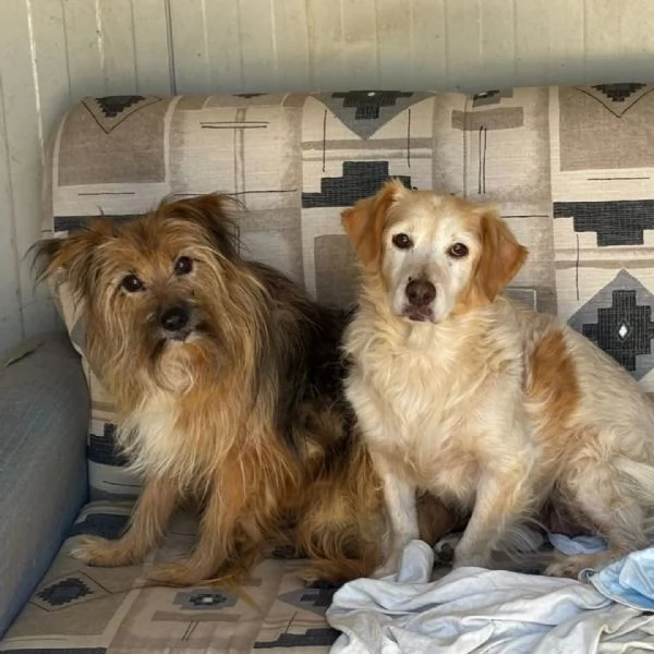 Luna e Toby cercano adozione rimasti soli dopo la morte del loro papagrave umano | Foto 0