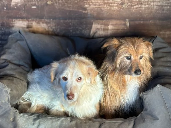 Luna e Toby cercano adozione rimasti soli dopo la morte del loro papagrave umano | Foto 1