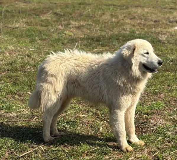 Blanco cucciolone 13 mesi cerca adozione a Latina | Foto 2