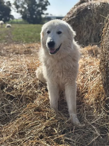 Blanco cucciolone 13 mesi cerca adozione a Latina | Foto 0