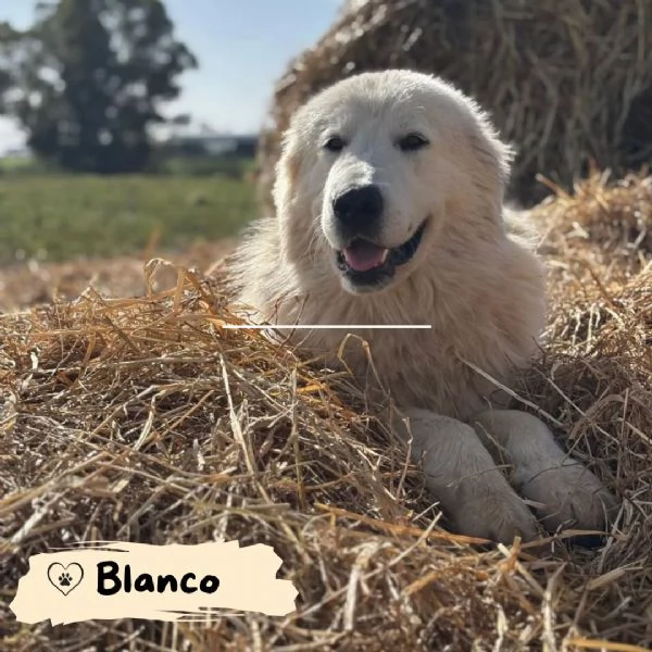 Blanco cucciolone 13 mesi cerca adozione a Latina