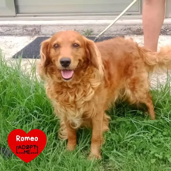 ROMEO simil cocker 9 anni in adozione a Latina