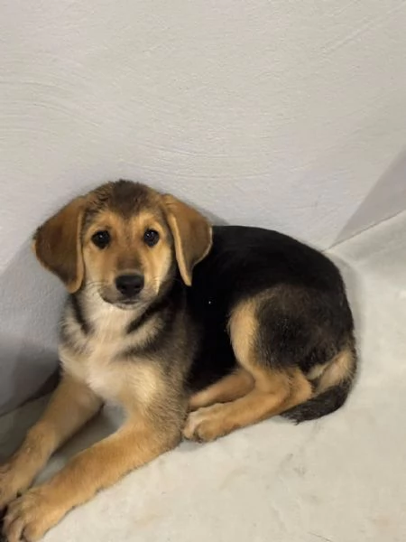 MARA cucciola 2 mesi cerca adozione  mamma Hovvawart papagrave Labrador | Foto 2