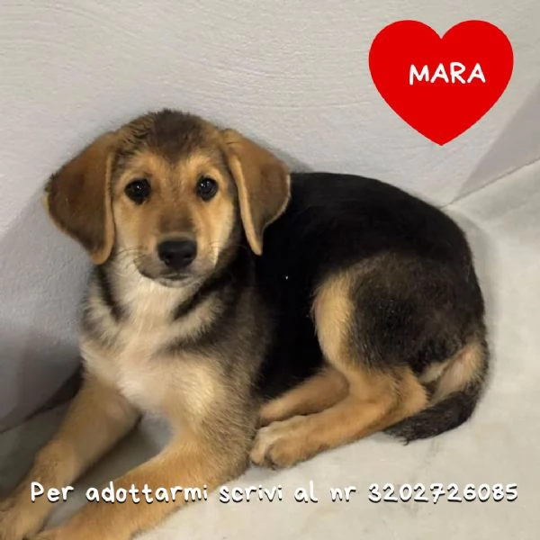 MARA cucciola 2 mesi cerca adozione  mamma Hovvawart papagrave Labrador
