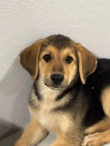 MARA cucciola 2 mesi cerca adozione  mamma Hovvawart papagrave Labrador | Foto 1
