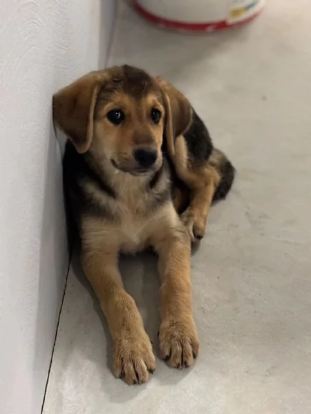 MARA cucciola 2 mesi cerca adozione  mamma Hovvawart papagrave Labrador | Foto 0