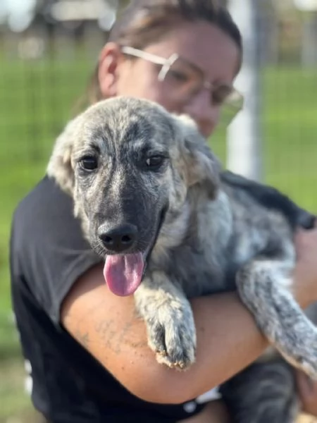 JOY cucciola 7 mesi cerca adozione  taglia media  | Foto 3