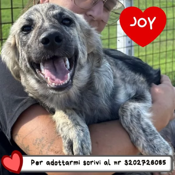 JOY cucciola 7 mesi cerca adozione  taglia media 
