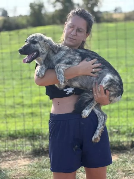 JOY cucciola 7 mesi cerca adozione  taglia media  | Foto 1