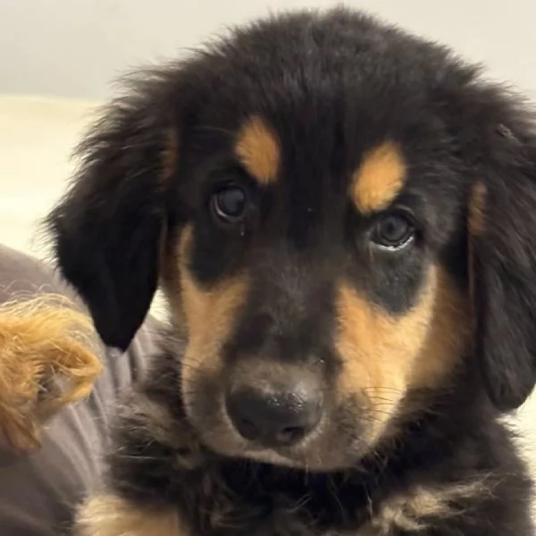 Balugrave dolce cucciolo papagrave Labrador 2 mesi cerca adozione | Foto 3