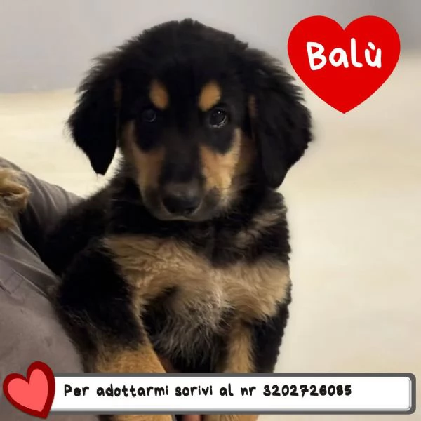 Balugrave dolce cucciolo papagrave Labrador 2 mesi cerca adozione