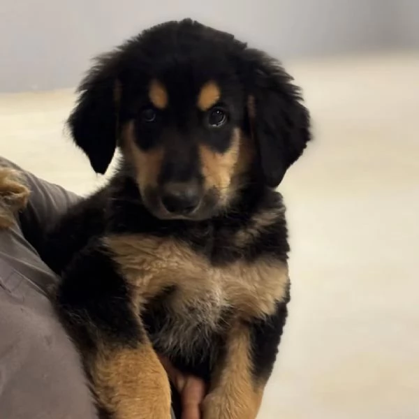 Balugrave dolce cucciolo papagrave Labrador 2 mesi cerca adozione | Foto 2