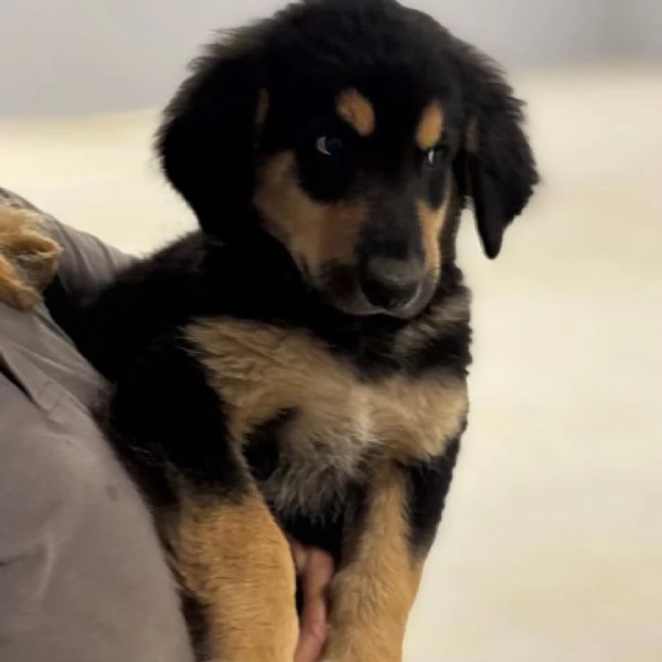 Balugrave dolce cucciolo papagrave Labrador 2 mesi cerca adozione | Foto 1
