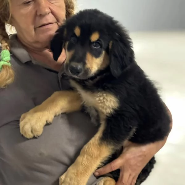 Balugrave dolce cucciolo papagrave Labrador 2 mesi cerca adozione | Foto 0