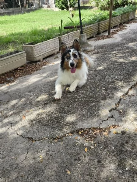 BLU  Australian Sheperd 11 mesi con pedigree cerca adozione | Foto 1