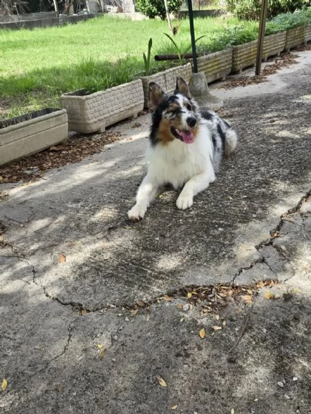 BLU  Australian Sheperd 11 mesi con pedigree cerca adozione | Foto 0