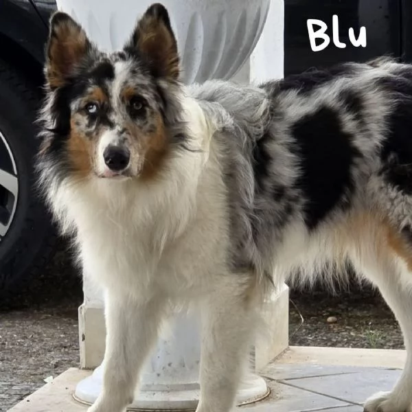 BLU  Australian Sheperd 11 mesi con pedigree cerca adozione