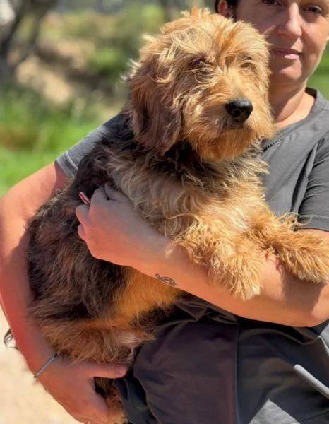 Bartolomeo bassotto standard a pelo duro 5 anni cerca adozione | Foto 1