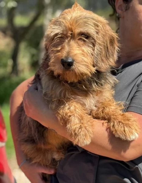 Bartolomeo bassotto standard a pelo duro 5 anni cerca adozione | Foto 0