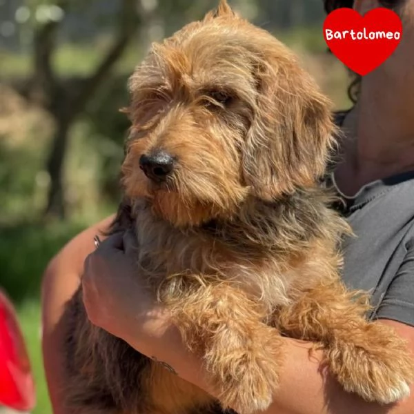 Bartolomeo bassotto standard a pelo duro 5 anni cerca adozione