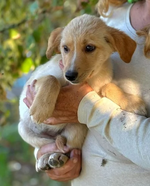 Rina e Rosy dolci cucciole 2 mesi cercano adozione  | Foto 5