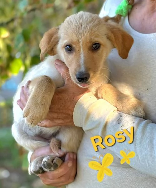 Rina e Rosy dolci cucciole 2 mesi cercano adozione  | Foto 3