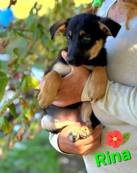 Rina e Rosy dolci cucciole 2 mesi cercano adozione  | Foto 1