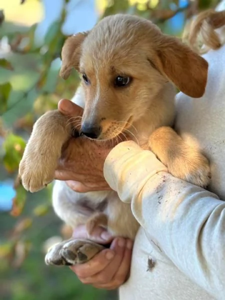 Rina e Rosy dolci cucciole 2 mesi cercano adozione  | Foto 0