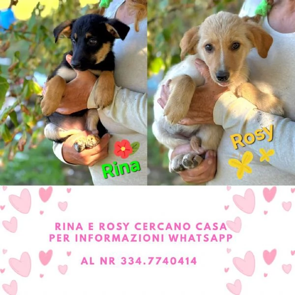 Rina e Rosy dolci cucciole 2 mesi cercano adozione 