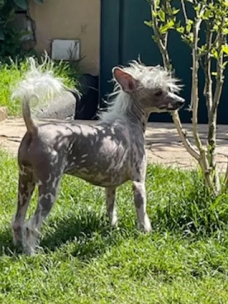 Sorelline 4 anni chinese crested dog cercano adozione | Foto 4