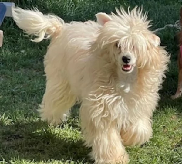Sorelline 4 anni chinese crested dog cercano adozione | Foto 3