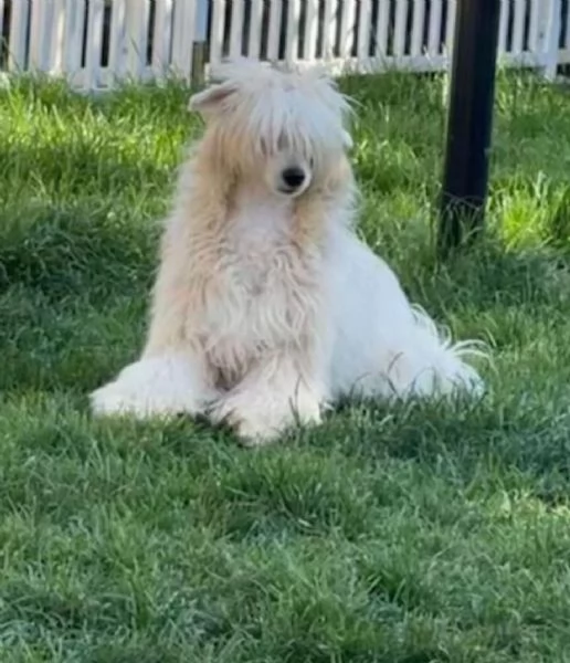 Sorelline 4 anni chinese crested dog cercano adozione | Foto 1