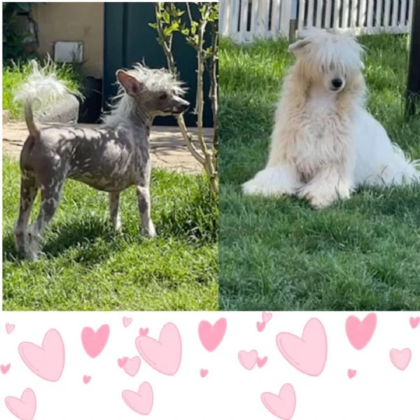 Sorelline 4 anni chinese crested dog cercano adozione