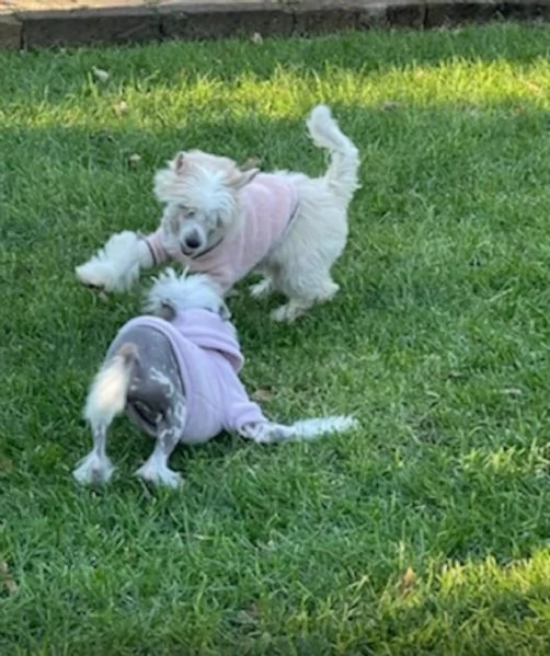 Sorelline 4 anni chinese crested dog cercano adozione | Foto 0