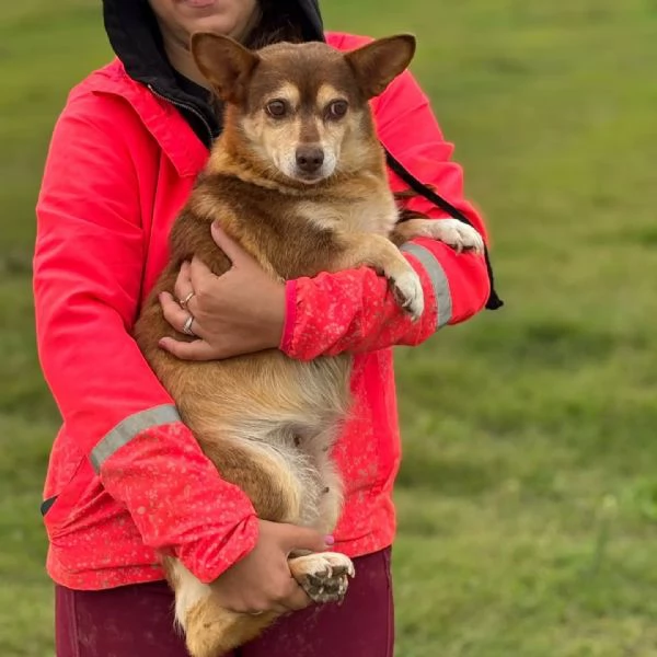 FIORE dolce cagnolina incrocio corgi chihuahua cerca adozione | Foto 1