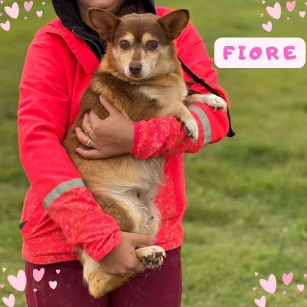 FIORE dolce cagnolina incrocio corgi chihuahua cerca adozione