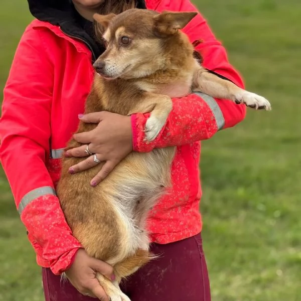 FIORE dolce cagnolina incrocio corgi chihuahua cerca adozione | Foto 0